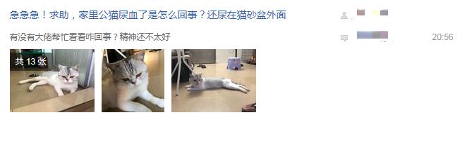 家猫得了尿闭症,家里的猫尿血吃什么药