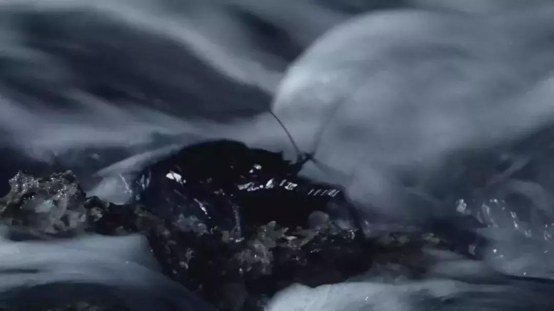 椰子和螃蟹能一起吃吗,传说中的椰子蟹剥开后全是蟹肉