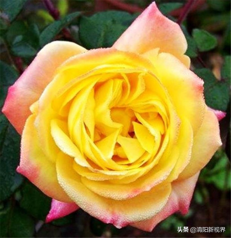 月季创新造型是什么,热门月季品种推荐图片欣赏