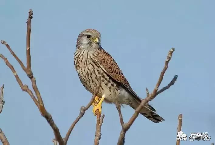 各国国鸟国宝有哪些,各国国鸟大小排名