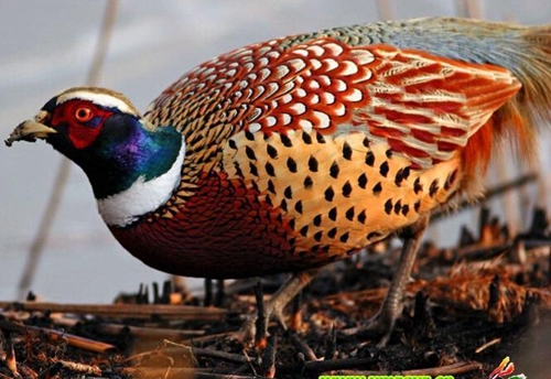 爷爷是个老猎人，用酒糟捕野鸡堪称一绝，老辈打猎才是硬桥硬马