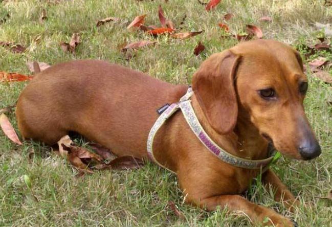 博美犬的寿命最长能活多少年,博美犬小狗寿命多长时间