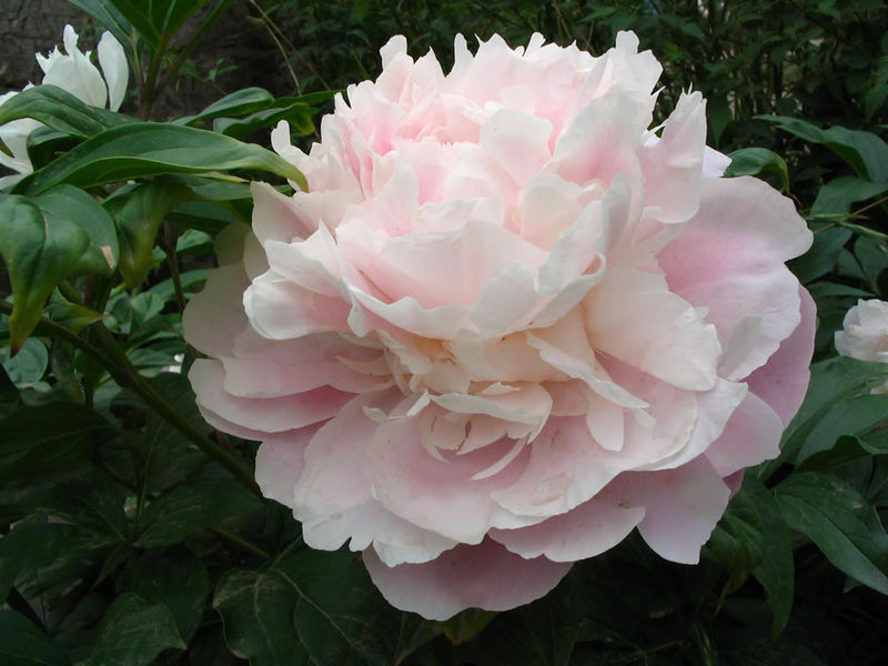 中国三十种名花图片大全,中国十大名花及花卉文化