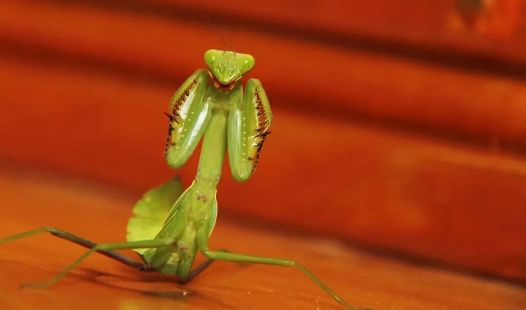 螳螂拳实战拳法,螳螂拳真实的拳法