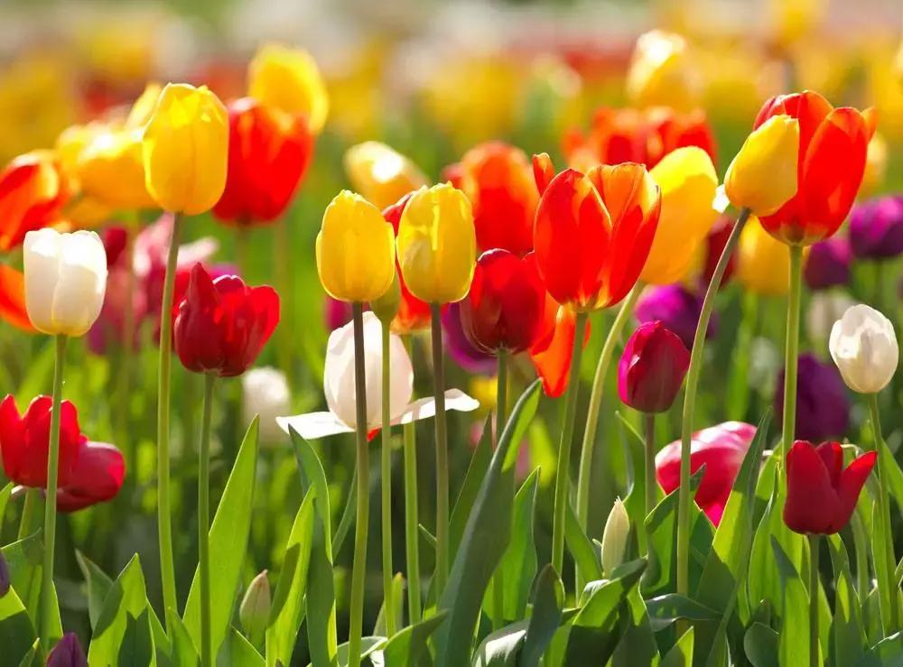 养花绿色液体儿童误食,小孩误食盆栽叶子