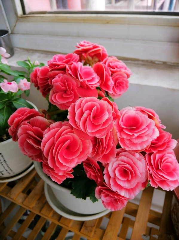 开直立花的秋海棠怎么养,四季秋海棠的光照