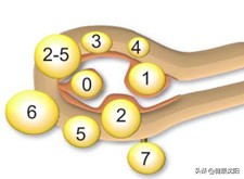 健康科普堂|妊娠合并子宫肌瘤的相关问题