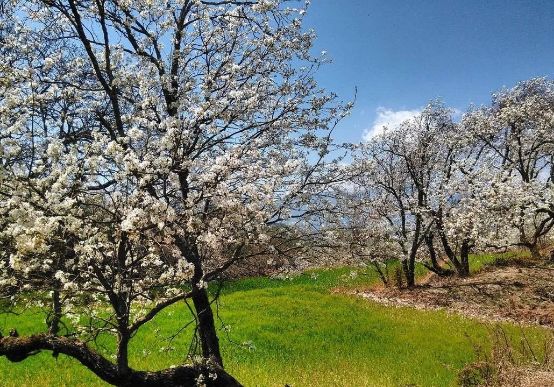 唐山市退休人员养老金认证,河北唐山领取养老金资格认证