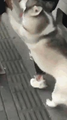 狗狗的几种类型,狗狗的性格会越来越像主人