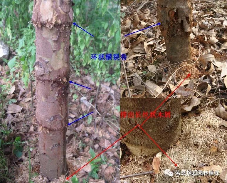 各类植物害虫的防治方法,园林蛀干害虫防治方法