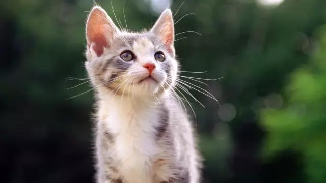 城市山林深圳,城市山林一期