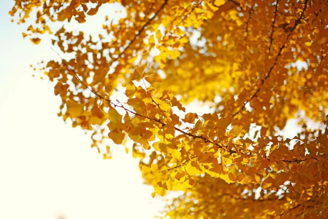 大连60条精品旅游线路,大连旅游一日游线路推荐