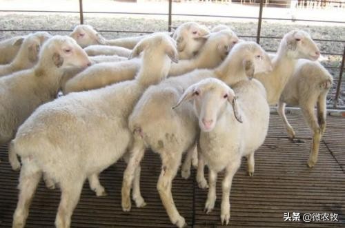 怀孕四个月的母羊有什么症状,母羊怀孕一定要注意哪几点