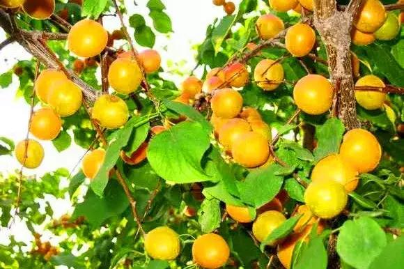 国家认证！*疆新**又一城市成为“中国天然氧吧”，大自然“空调房”就在……