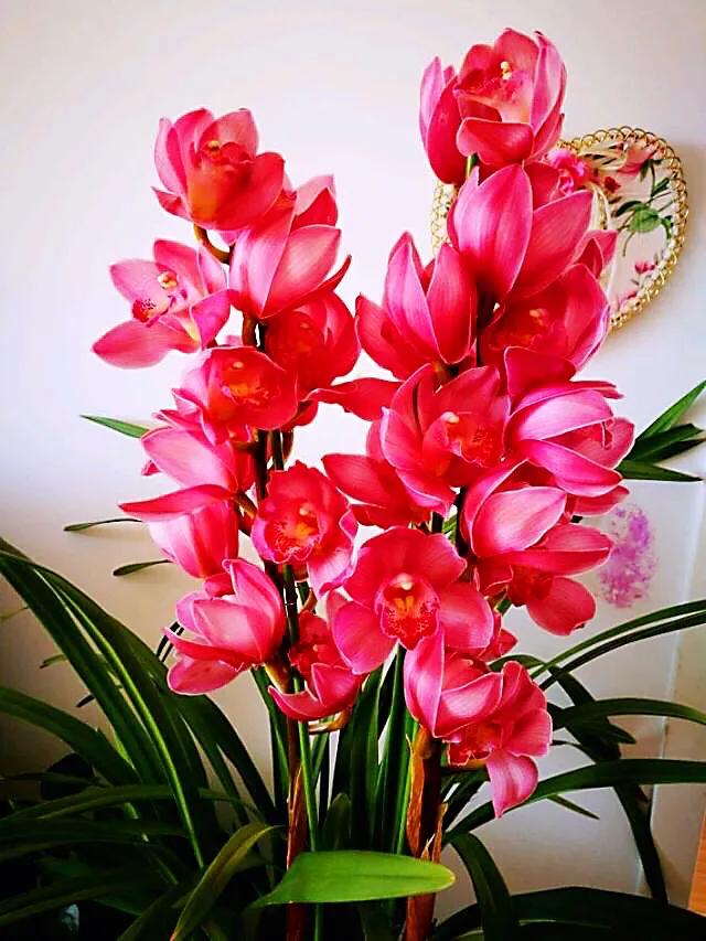 大将军兰花与香妃兰花哪个更好,兰花大将军属于什么品种几月开花