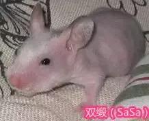 仓鼠的种类及图片大全,加卡利亚仓鼠和叙利亚仓鼠