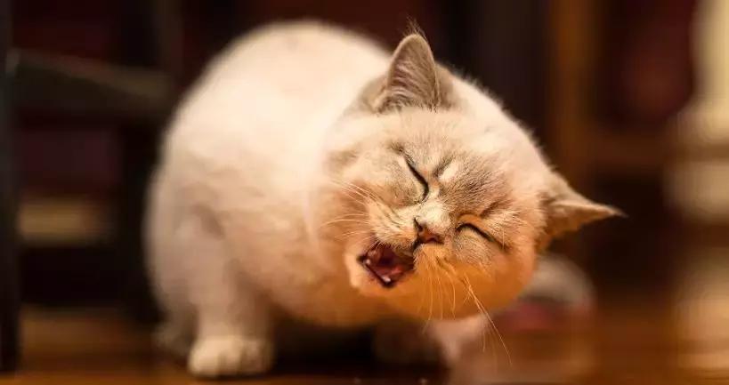 青光眼合并白内障如何治疗最好,猫咪白内障的早期症状眼药水