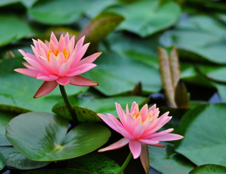 想要养好荷花怎么养,睡莲的养法和注意事项