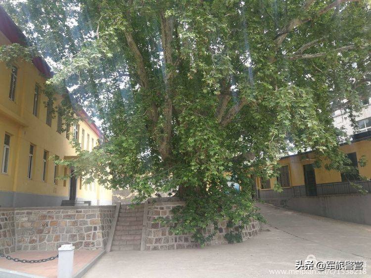 时隔多年老连长带老兵回归军营,三位老战友回忆当年军旅