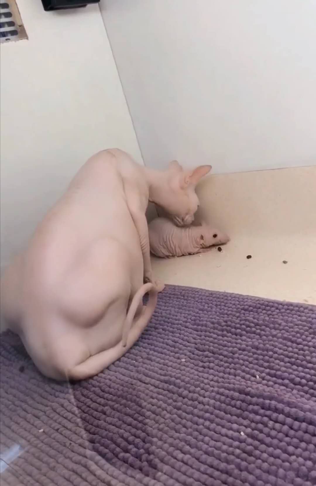 都知道无毛猫,你见过无毛花枝鼠么?裸鼠虽好养,功得要做足