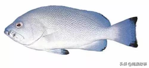 潮汕热销海鲜品种,潮汕常见的海鲜大全