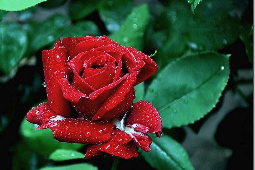 各种花可以表达不同的意思,花用不同的表达方式怎么表达