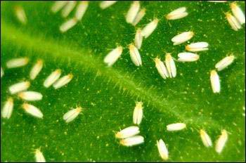 灭粉虱的最好方法,粉虱防治