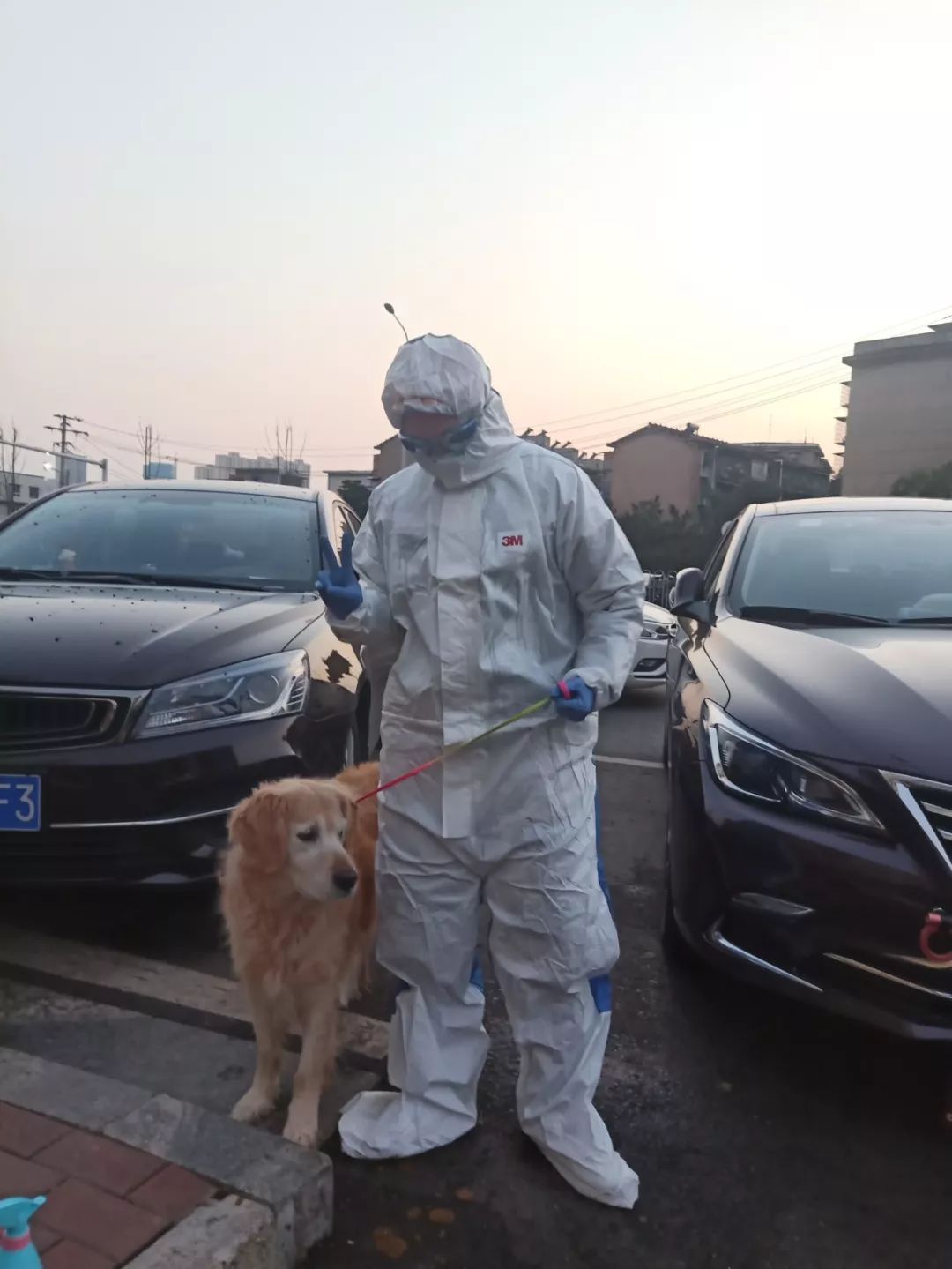 开心香港,香港检测宠物狗新冠测试呈弱阳性