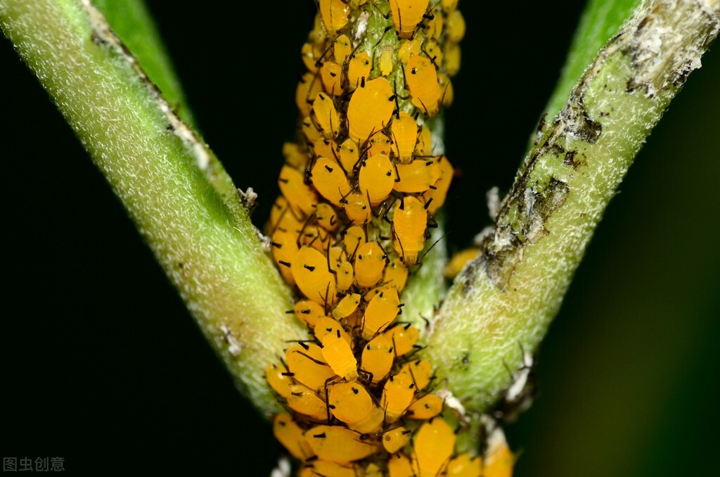 纯天然无毒蔬菜杀虫剂,杀虫剂最好的制作方法