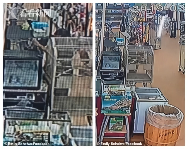 男子宠物店偷狗后续,东北小伙养的蟒蛇把小偷吓到报警