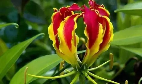 世界地图及各国国花,世界各国的国花完整版