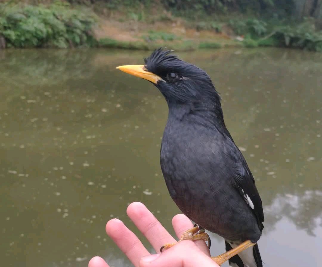 黑八哥怎么喂养雏鸟,八哥雏鸟的正确喂养方法