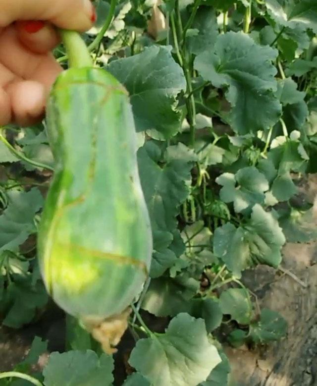 甜瓜膨大期怎么补救,甜瓜苗期裂杆什么原因