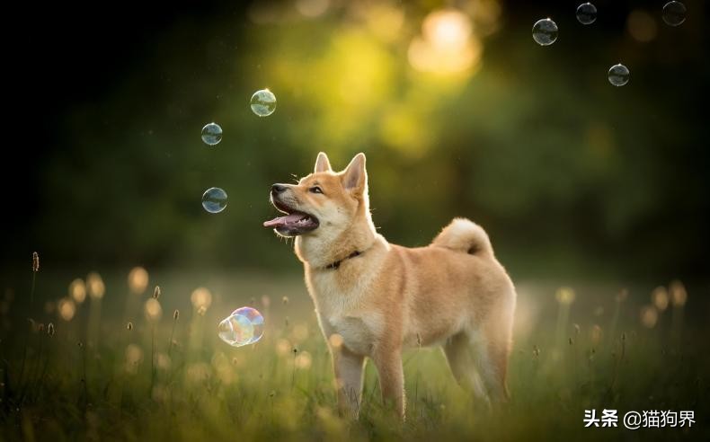 狗狗眼病症状有哪些表现,狗狗生病的危险信号