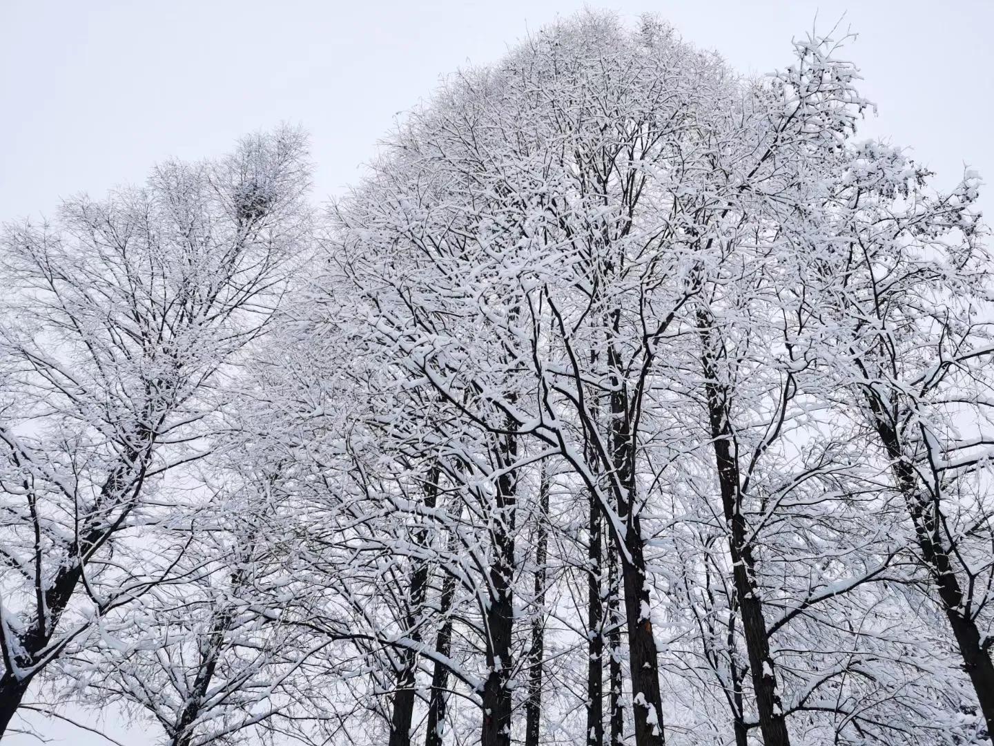 矮小的大哥外出闯荡终于成功了，把漂亮的大嫂娶回了家