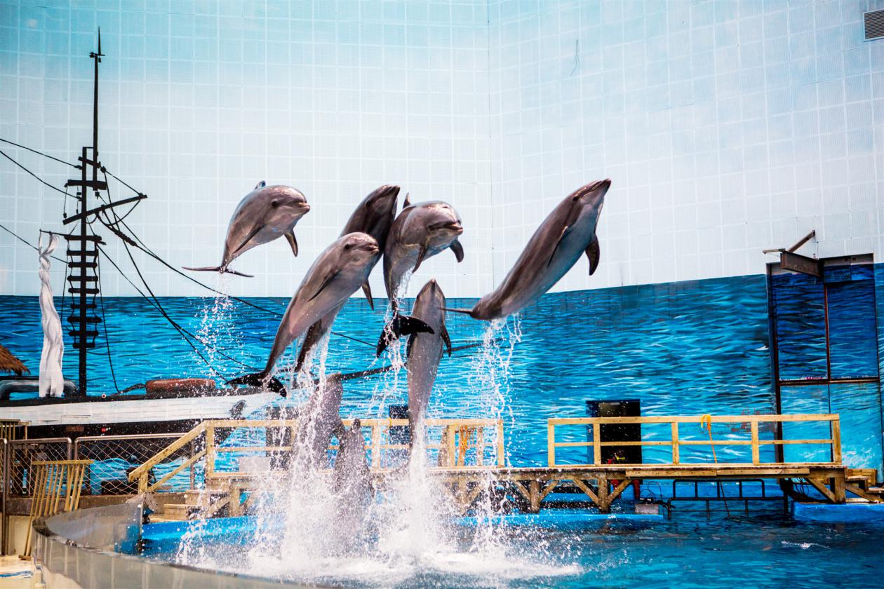 天津海昌极地海洋公园攻略详细,天津海昌极地海洋公园详细攻略