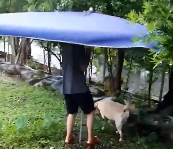 狗狗上厕所蹲马桶的视频,下雨天狗狗主人为它穿黄色雨衣