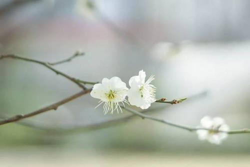 欧洲中世纪的黑死病持续了多久,从黑死病到新冠疫情的历程