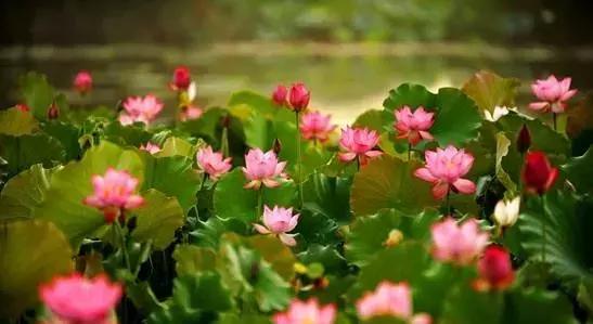 最美赏荷胜地,中国最美荷花美景排名前十