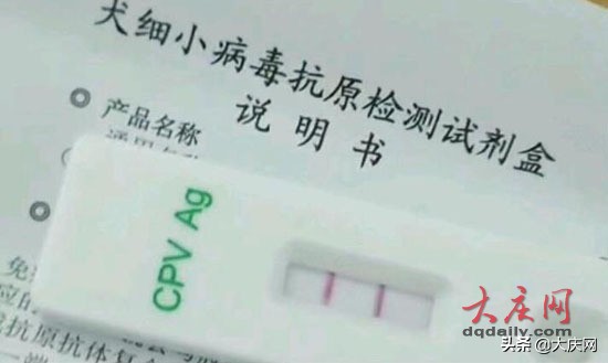 博美犬便血,博美犬不吃不喝能活几天