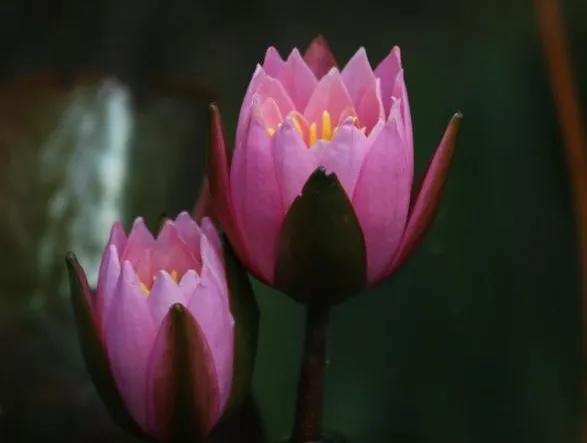 绣球花的花瓣好漂亮！等等，你确定那是花瓣？