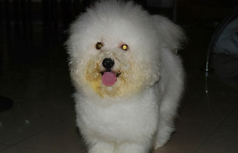 比熊犬小时候毛不卷还发黄,比熊幼犬部分毛色发黄怎么回事