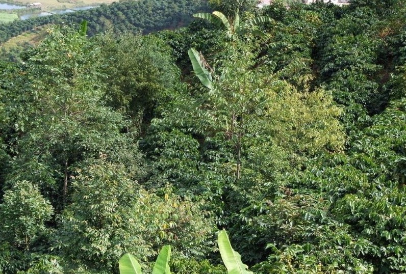 一位中国投资者如何做成日本最大的咖啡庄园