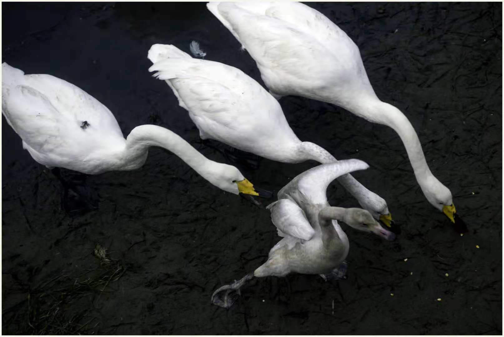 小天鹅灰,小天鹅灰鹅