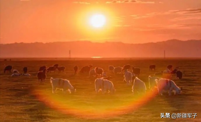 库尔班大叔涝坝打水片段,库尔班大叔涝坝排队打水片段