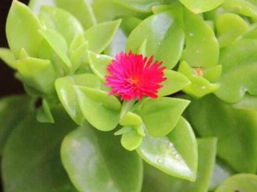 口红植物怎么养,口红花盆栽养殖方法