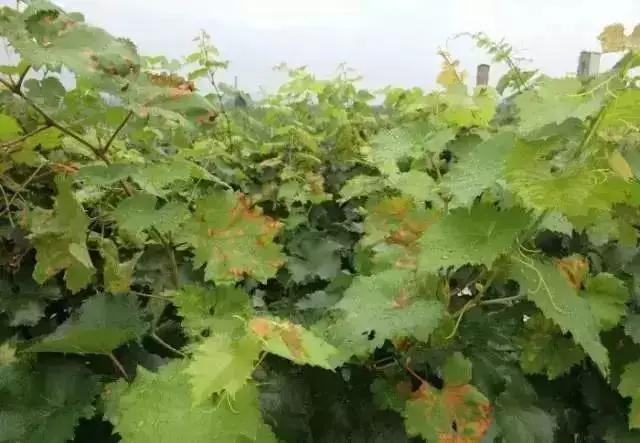 葡萄生理性枯叶怎么处理,葡萄落叶病害治疗