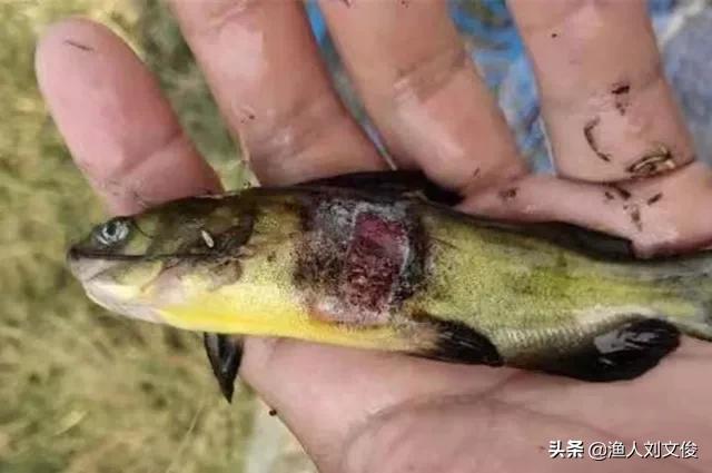 黄颡鱼烂鳃是怎么回事,黄颡鱼腐皮烂身