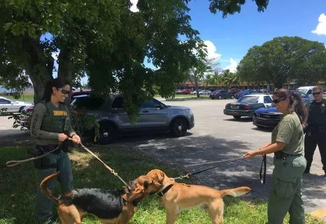 缉毒犬会染上毒瘾吗知乎文章,缉毒犬染上毒瘾怎么办