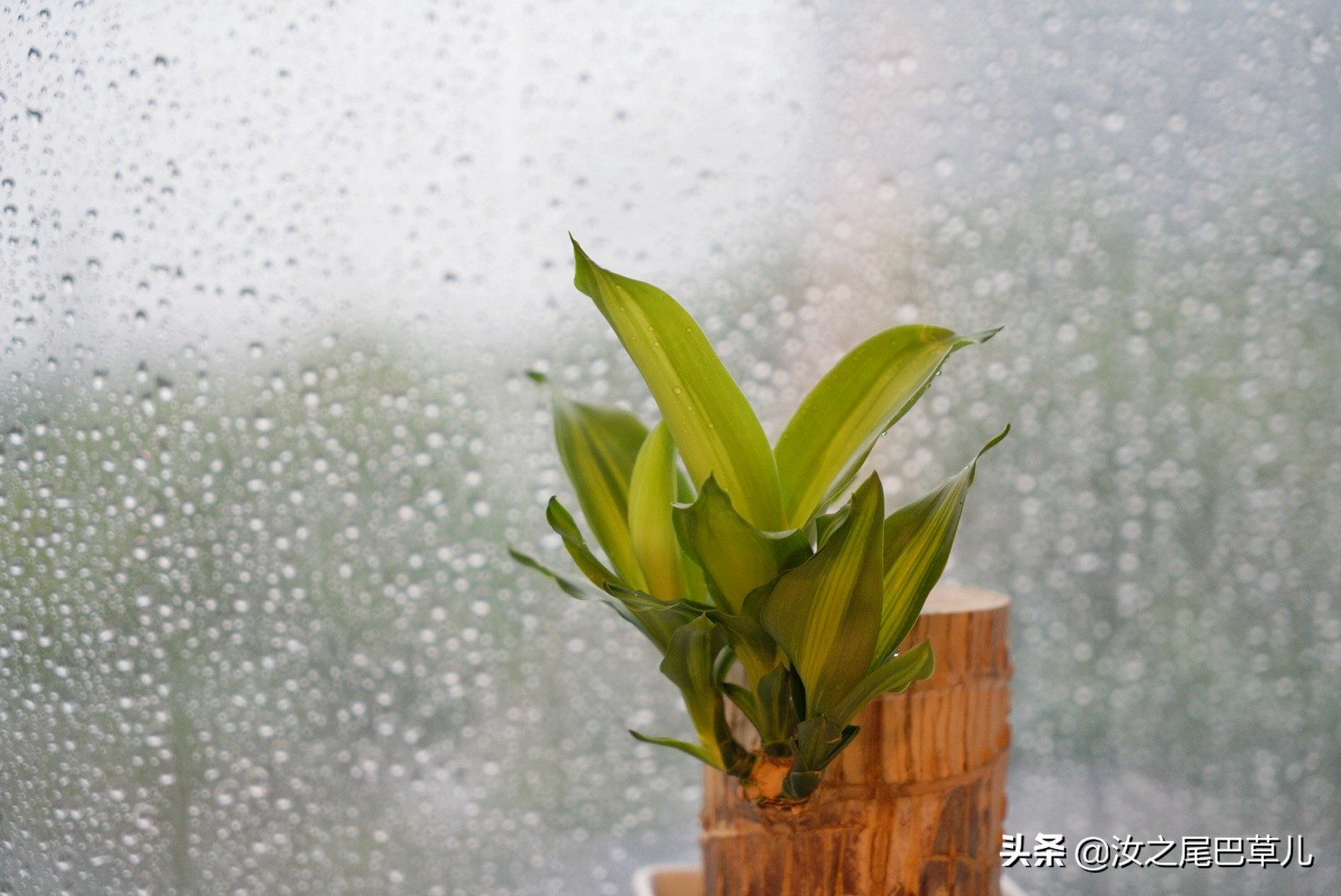 巴西木真的能给人带来幸运吗,巴西木性能